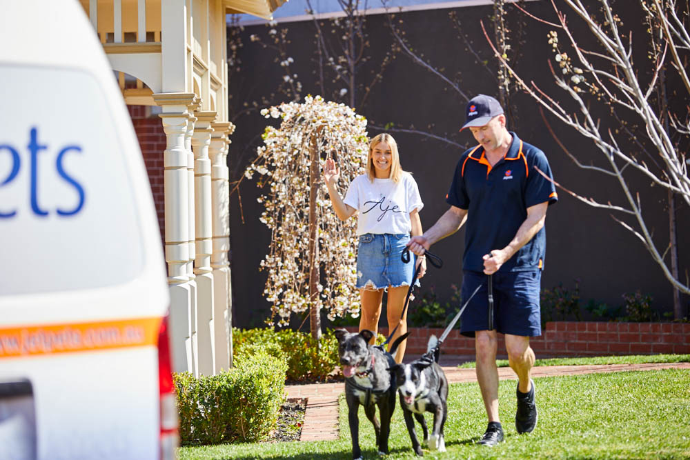 lady waving to dogs going on pet transport